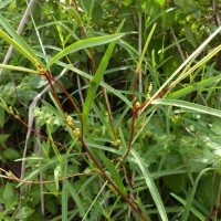 Microstachys chamaelea (L.) Müll.Arg.